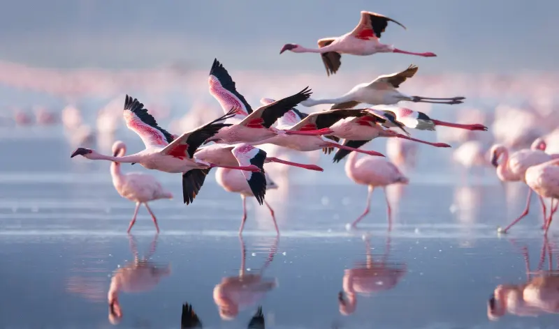 Flamingos taking off across still water