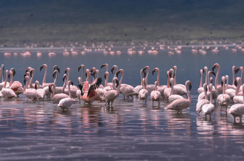 Flamingos wading in the shallows of a Rift Valley lake