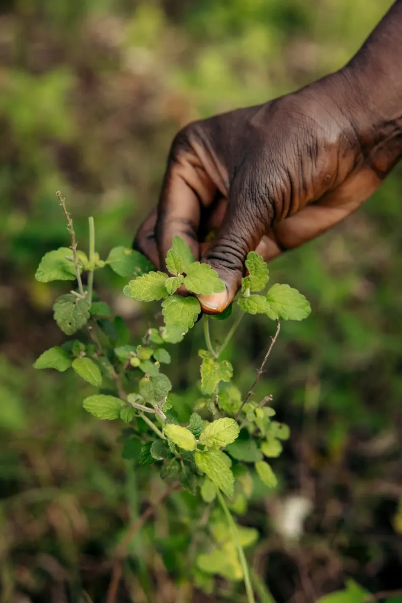 A hand picking fresh herbs in the kitchen garden