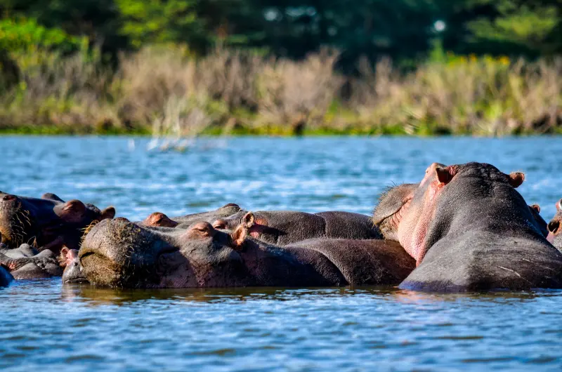 Hippos surfacing together in Lake Naivasha