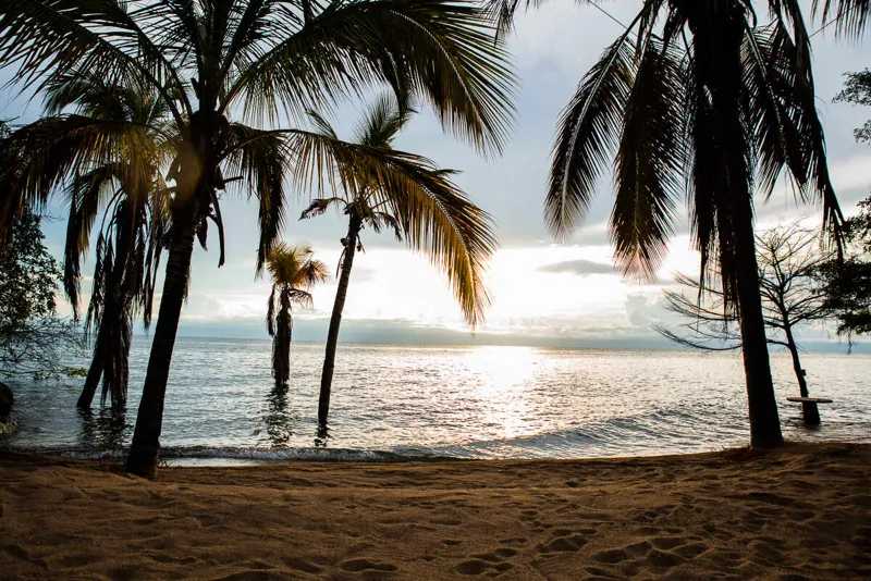 Coconut palms silhouetted against the sun setting over Lake Tanganyika, seen from the sand