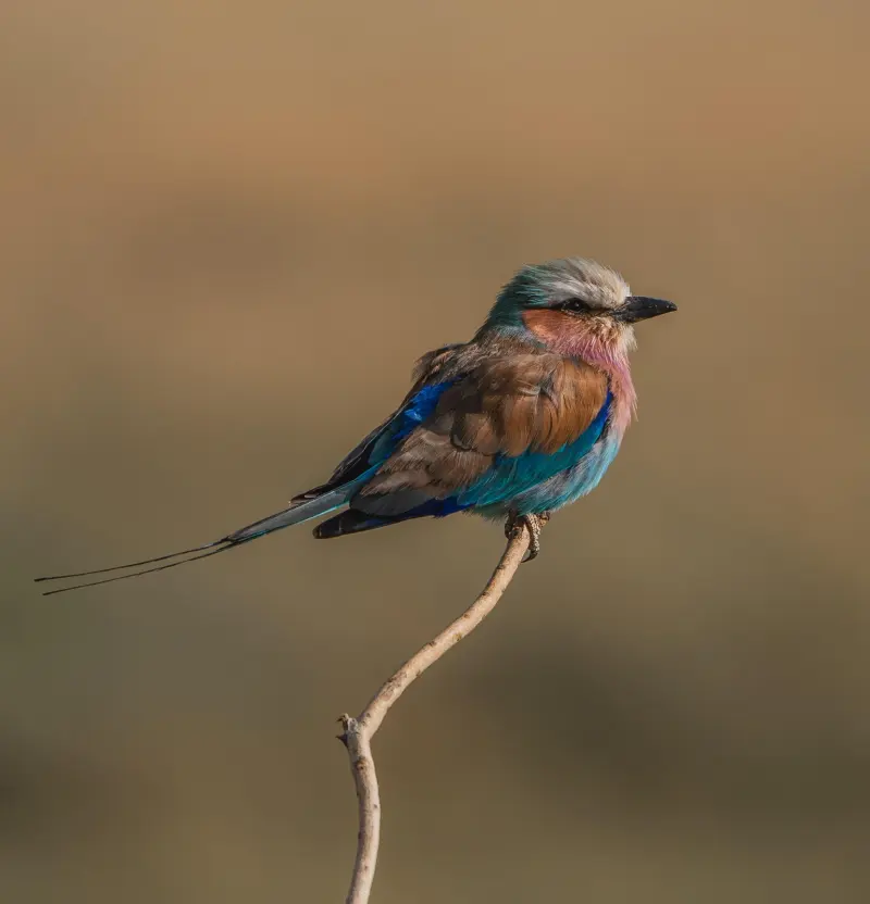 A lilac-breasted roller perched on a bare branch