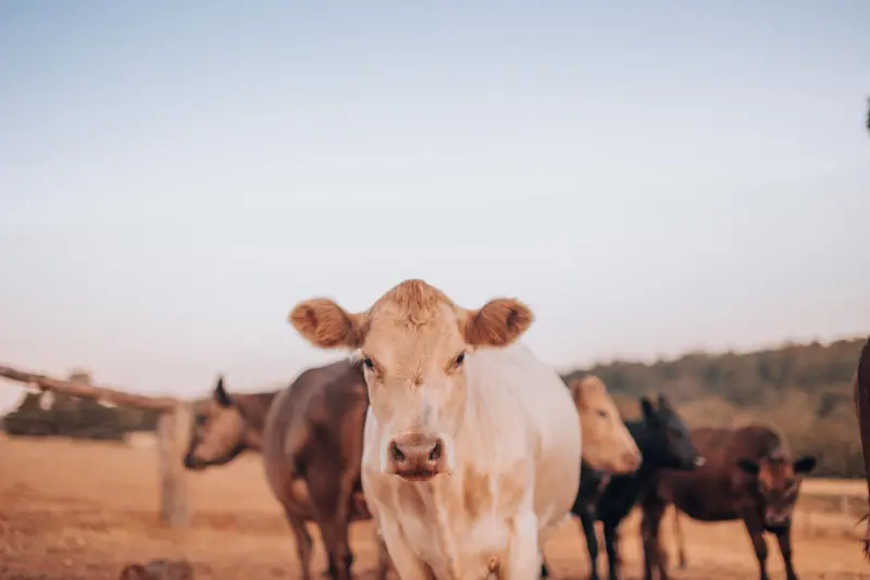 The Malu dairy cows standing together in the evening light