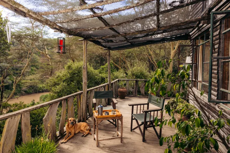 The shaded Treehouse verandah among the trees, safari chairs and a dog stretched out on the boards